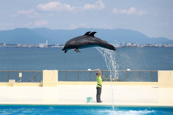 イルカ
